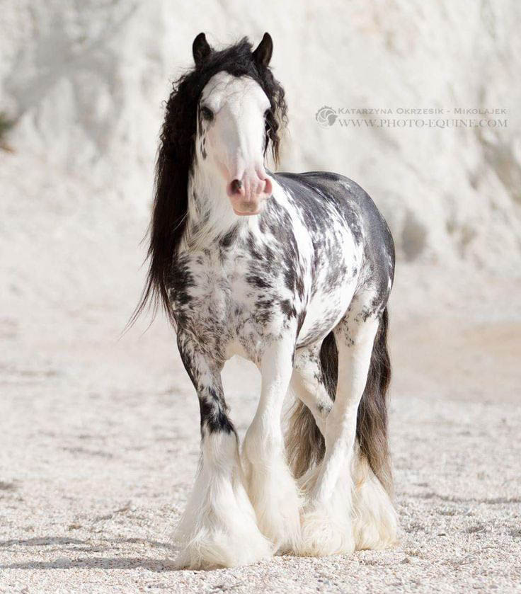 Lord Darius - Gypsy Horse